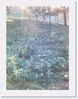 bosque quemado 1